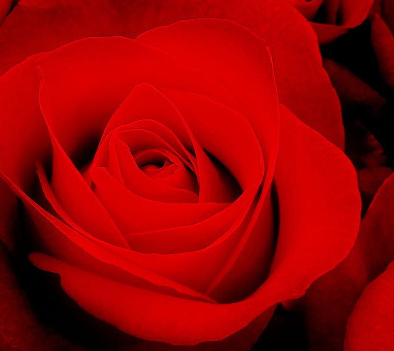 Red Flower, nature, pedals, rose, valentine, HD wallpaper
