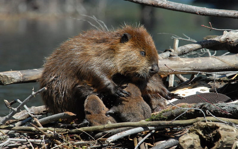 Mother And Kits Beavers, Kits, Beavers, Mother, Animals, HD wallpaper