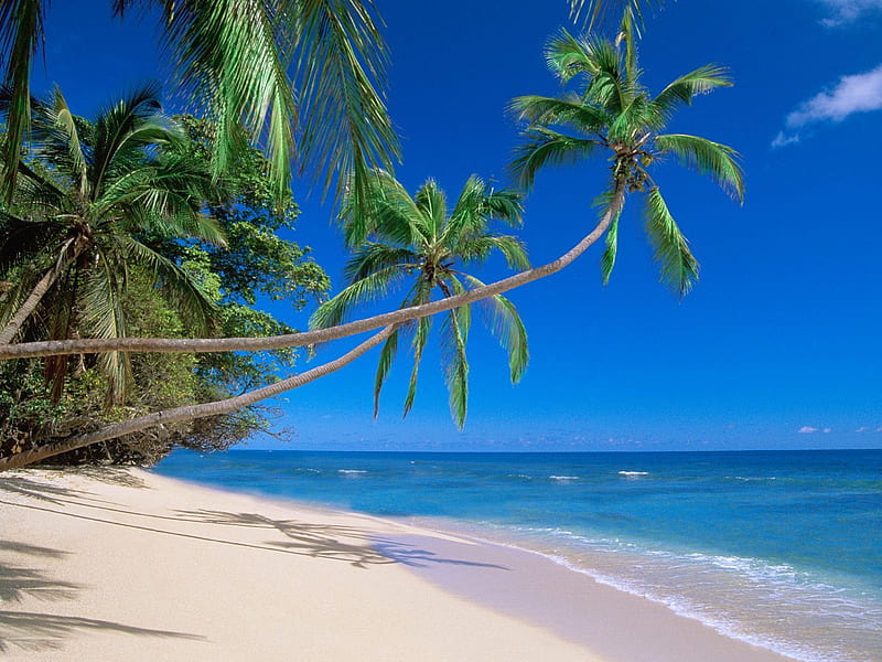 Untitled , kadavu island, beaches, fiji, palm trees, HD wallpaper