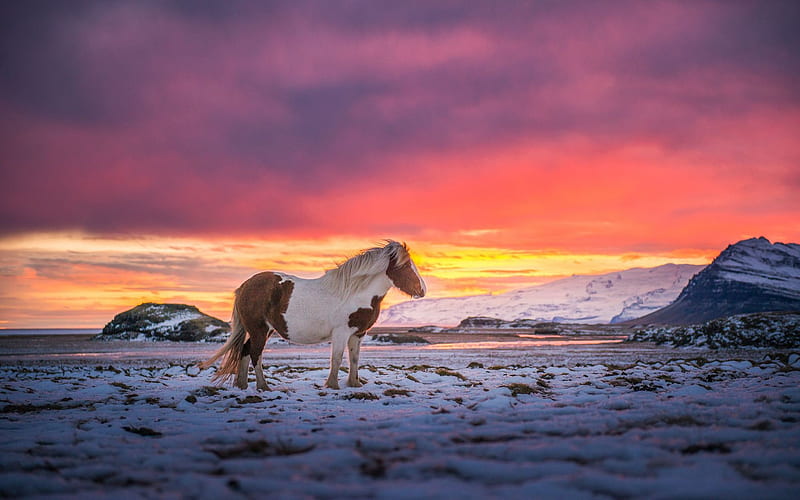 Iceland Horse, sky, snow, winter, sunset, clouds, landscape, HD wallpaper