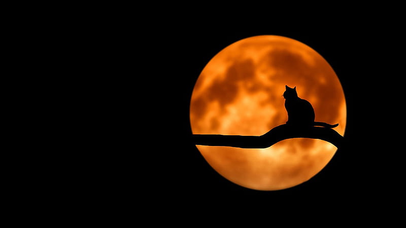 Harvest Moon Cat, full moon, Firefox theme, limb, fall, autumn, Halloween, cat, sky, HD wallpaper