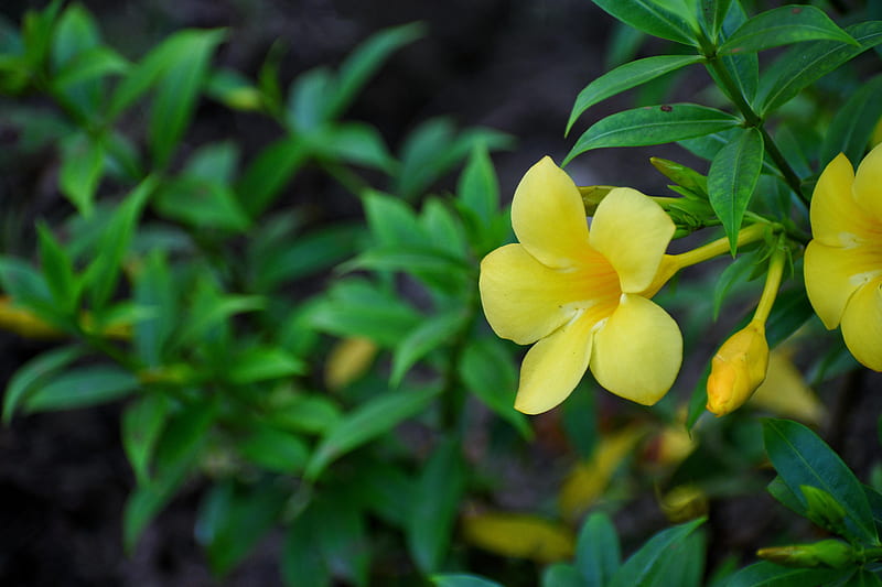 Flower, amoled, best, green, nature, plant, yellow, HD wallpaper