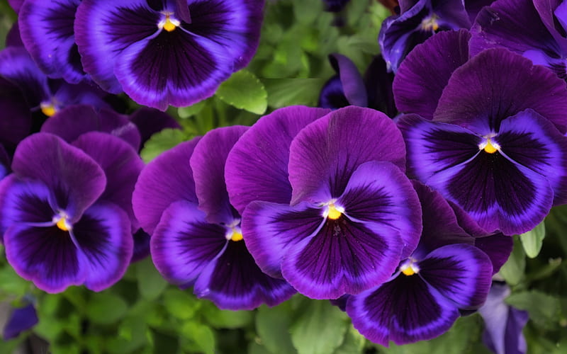 Pansies, panselute, purple, green, flower, spring, pansy, viola tricolor, HD wallpaper