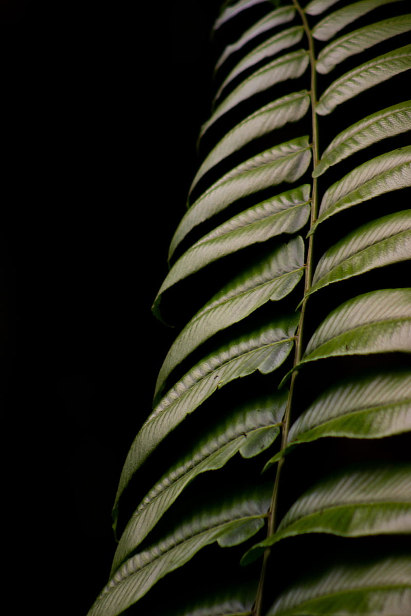 fern, leaf, green, macro, HD phone wallpaper
