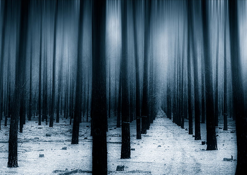 Dark Forest Woods Snow Winter , forest, snow, winter, nature, trees, HD wallpaper