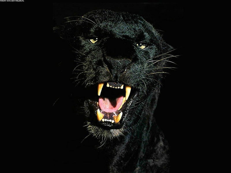 Puma negro, animales, otros, Fondo de pantalla HD | Peakpx
