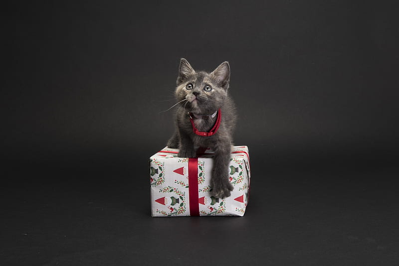 Merry Christmas!, craciun, christmas, paw, box, gift, cat, cute, gris