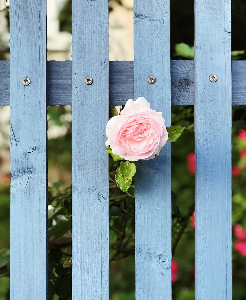 rose, flower, fence, bloom, pink, HD phone wallpaper