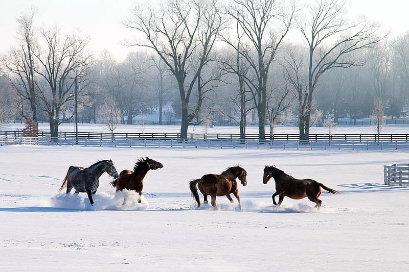 Horses Playing Tag, Playing, Trees, Snow, Field, Horses, Fence, Winter, HD wallpaper