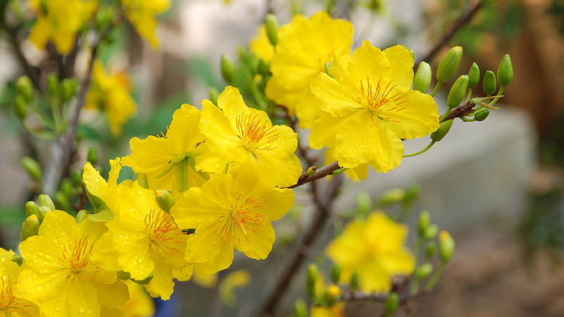 Yellow Flowers Buds Tree Branches In Blur Background Yellow, HD wallpaper