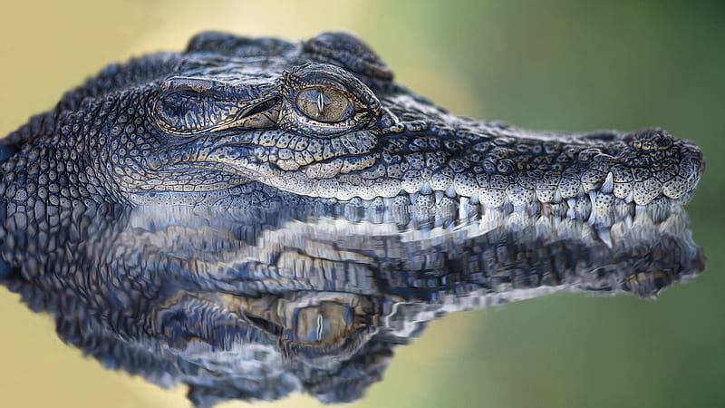 Crocodile In Water Animals, HD wallpaper