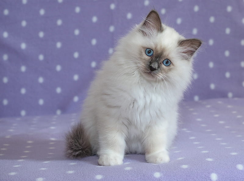 Kitten, cute, ragdoll, cat, pisici, white, blue, HD wallpaper