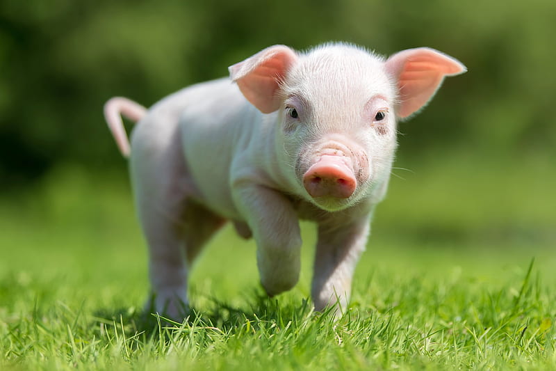 Animal, Pig, Baby Animal , Piglet, HD wallpaper