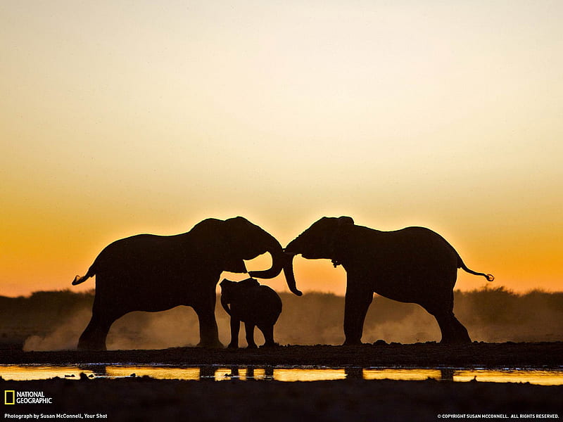 Elephant Namibia-National Geographic, HD wallpaper