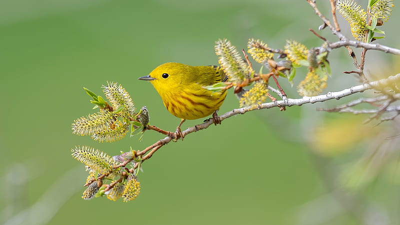 cute small yellow bird is sitting on edge of tree branch in blur green background animals, HD wallpaper
