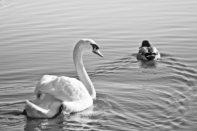 Swan and Duck, Swan, Black, Duck, White, And, Walk, Bosham, Sunny, Black and White, Harbour, Day, HD wallpaper