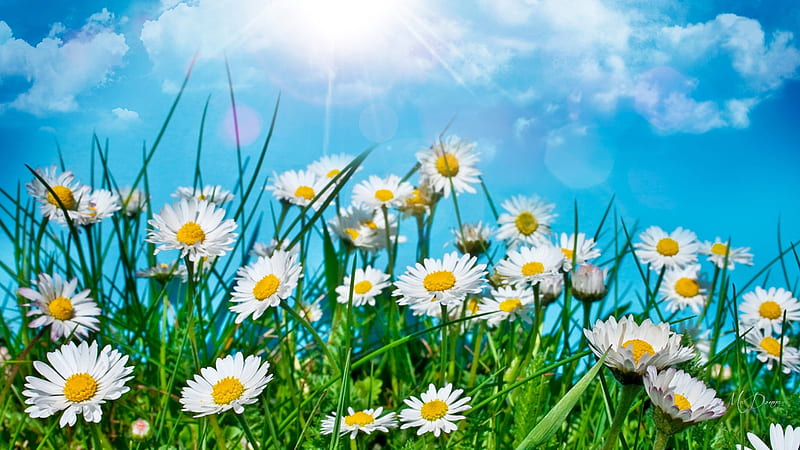 field of daisies background