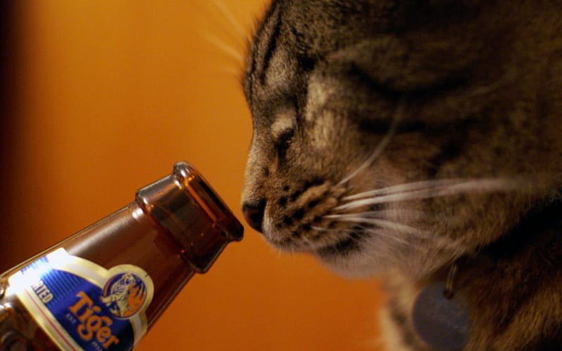 Drunken cat, cute, alcohol , nature, funny, cats, animals, HD wallpaper