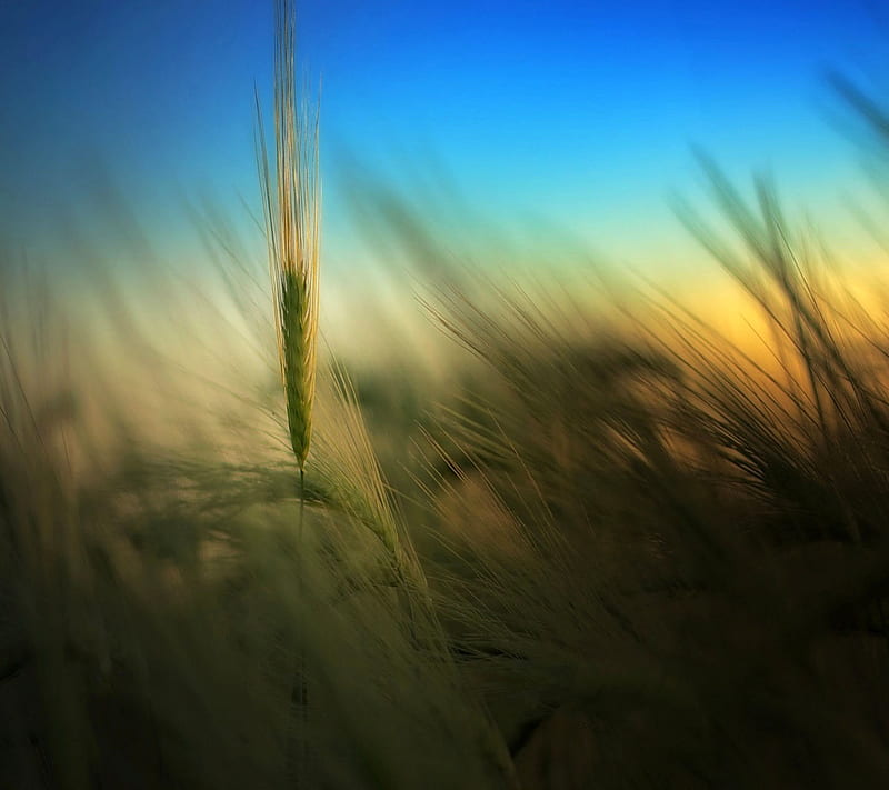 Wheat, nature, plant, HD wallpaper