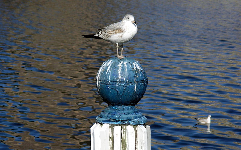 seagull standing on a pole-bird theme, HD wallpaper