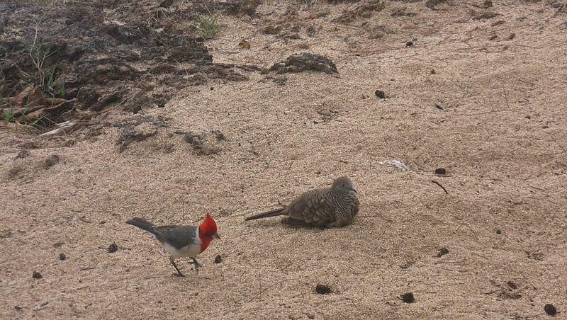 Red Crest and Dove, Red, Hawaii, Cardinal, Oahu, Dove, Crest, Birds, HD wallpaper