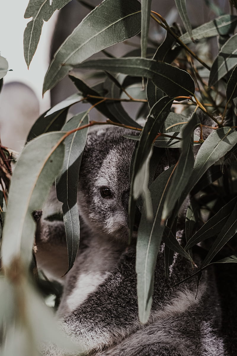 koala, animal, gray, branches, leaves, HD phone wallpaper
