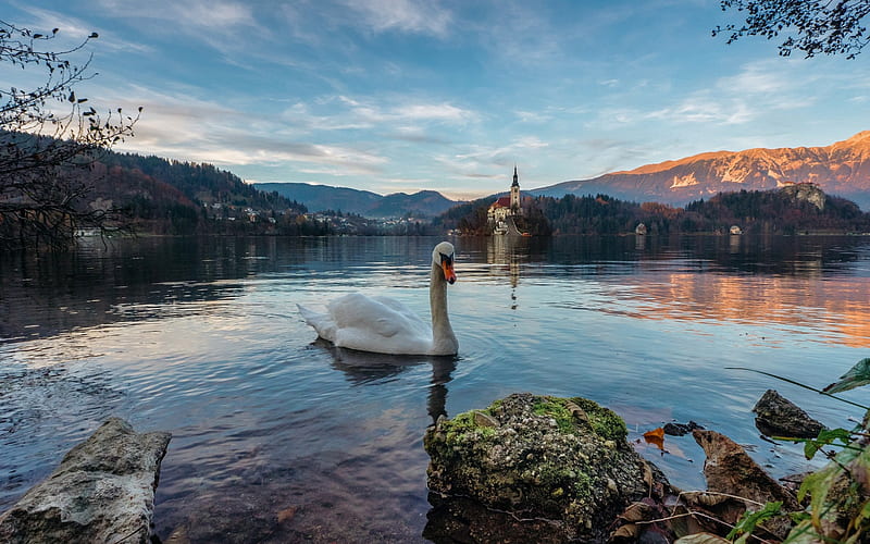 Bled lake, Alps, sunset, mountain landscape, white swan, lake, Slovenia, Bled, HD wallpaper