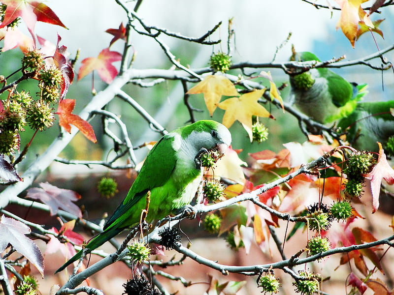 street parrots, verde, tree, loro, parrot, lorito, ave, animal, tree, fly, green, bird, macro, bird, nature, HD wallpaper