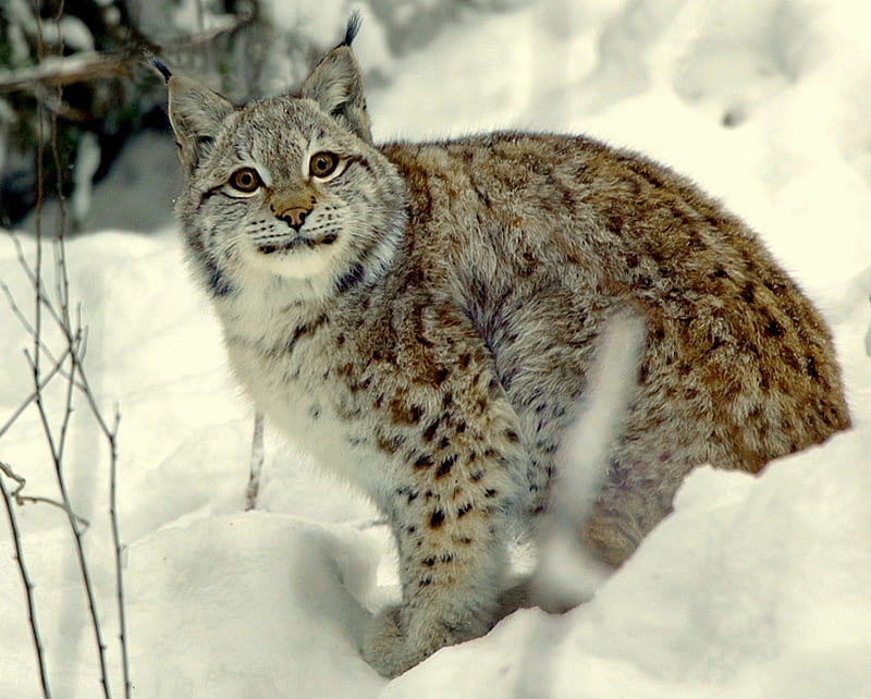 Smile For The Camera, twigs, snow, bobcat, smiling, cat, winter, HD wallpaper