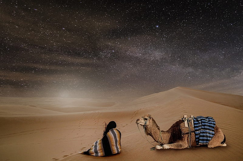 life in desert, stars, desert, bedouins, sky, graphy, cool, nature, camels, animals, HD wallpaper