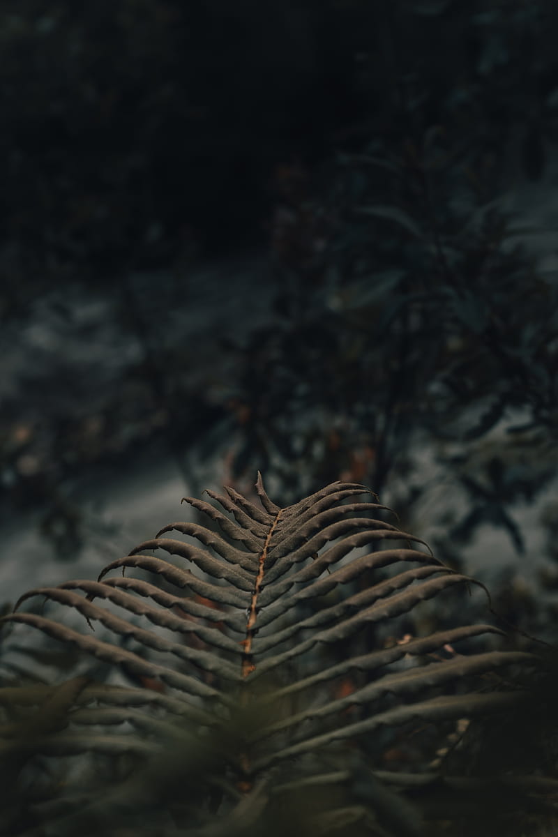 fern, leaves, macro, plant, HD phone wallpaper