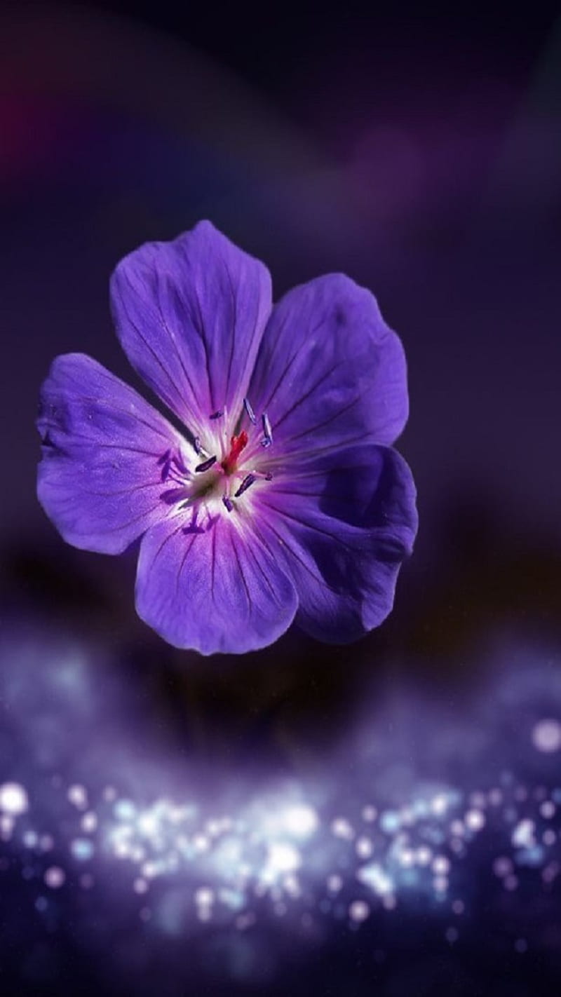 Flor, violeta, Fondo de pantalla de teléfono HD | Peakpx