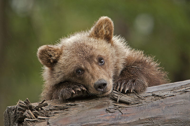 Bear cub, urs, aninal, cute, bear, cub, paw, HD wallpaper