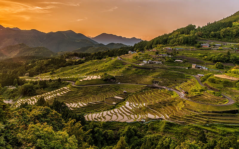 China, rice fields, sunset, hills, Asia, HD wallpaper
