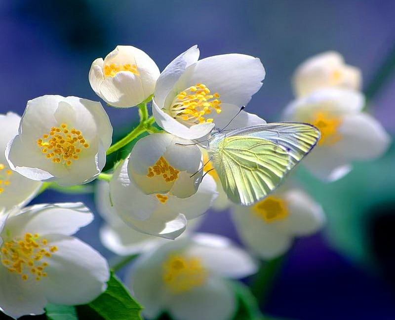 Wings on white, flowers, sunshine, white, butterfly, HD wallpaper | Peakpx