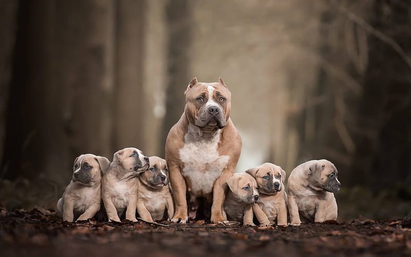 Pitbull Terrier, family, brown puppies, big dog, american pit bull terrier, HD wallpaper