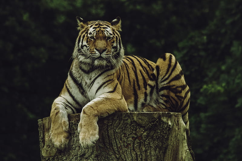 tiger on wood slab, HD wallpaper