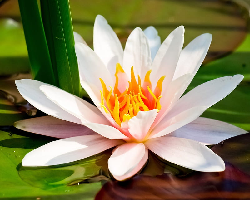 Water Lilies, flower, leaf, lily, pond, HD wallpaper