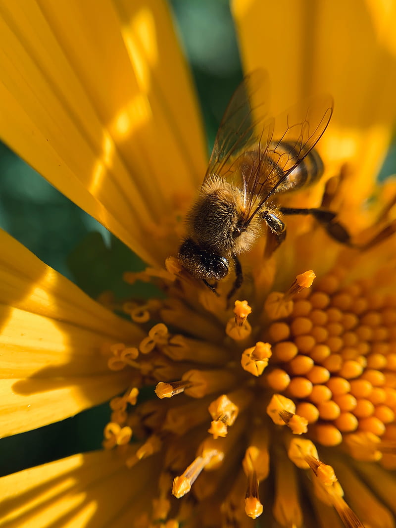 bee, insect, flower, pollen, macro, yellow, HD phone wallpaper