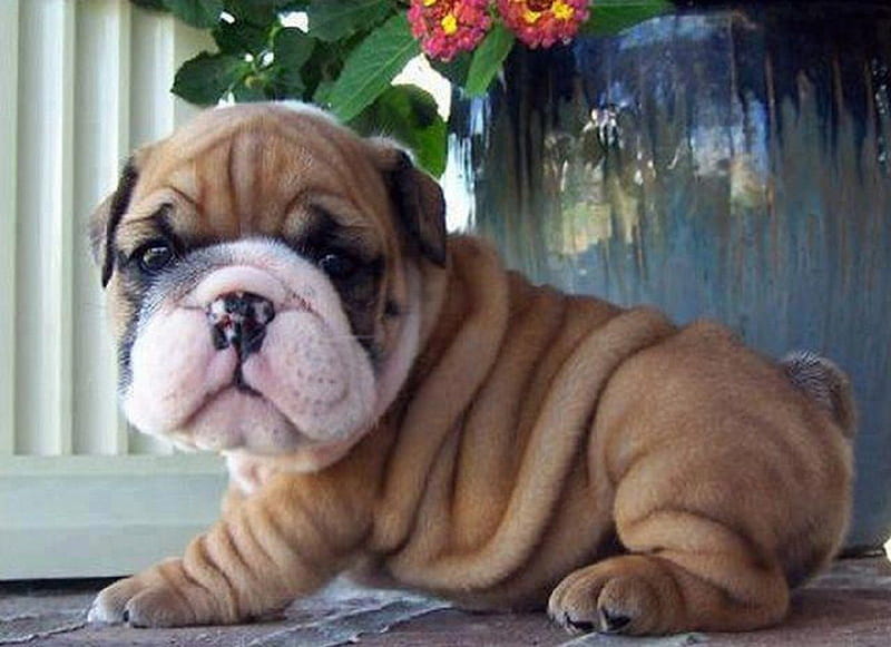 Aren't My Wrinkles Cute?, cute, sharpei, wrinkles, animals, dogs, puppy, HD wallpaper