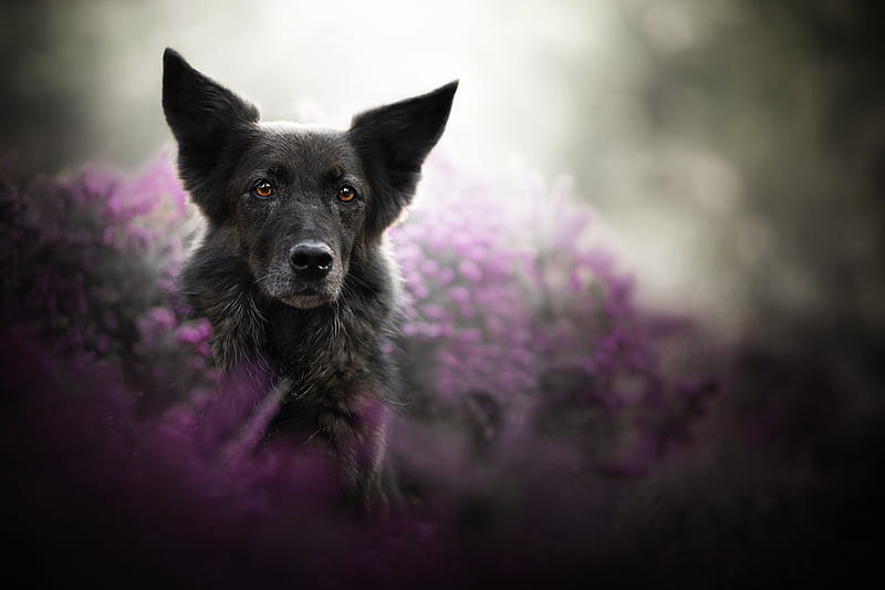 Animal, Belgian Shepherd, Dog, Pet, Depth Of Field, HD wallpaper