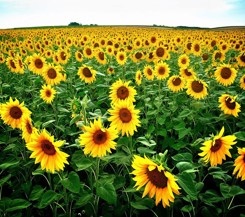 Sunflower Field, good, look, HD wallpaper