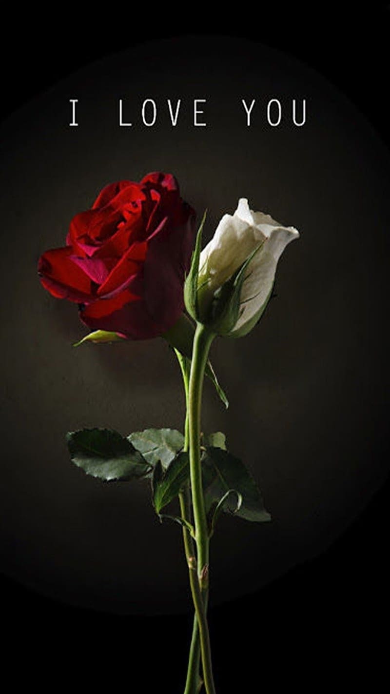 I Love U White And Red Roses