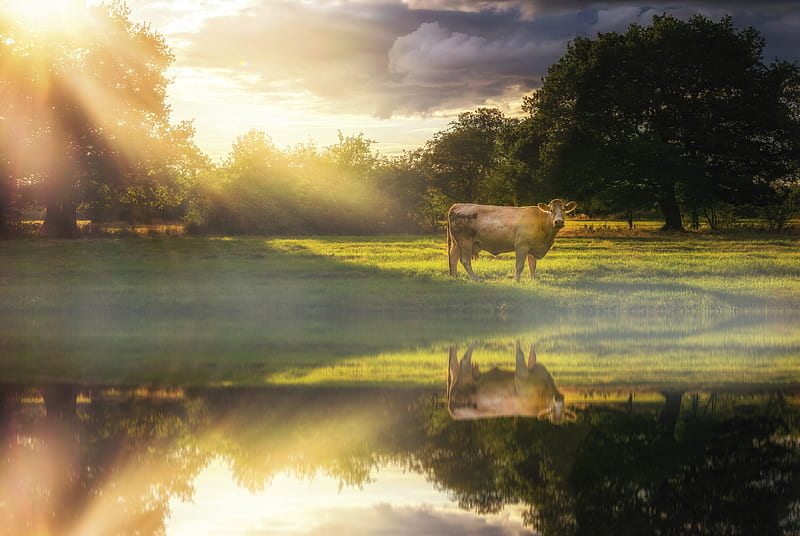 Animal, Cow, Pasture, Reflection, HD wallpaper