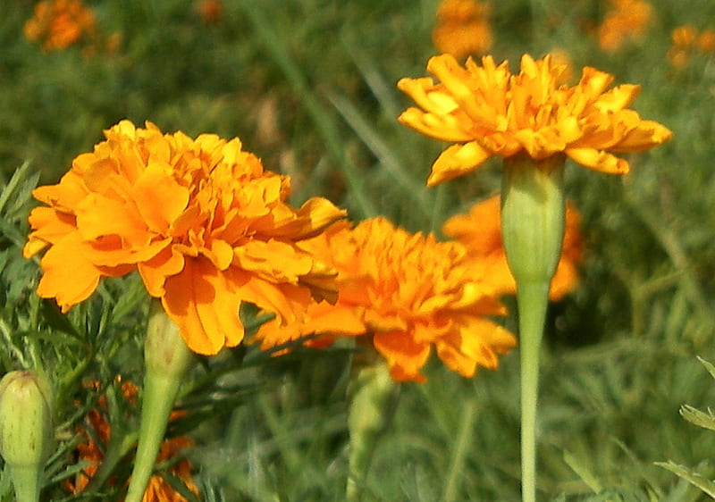 Marigold, flowers, nature, HD wallpaper
