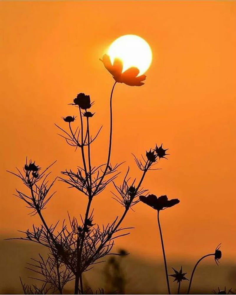 Petals for the sun , flowers, orange, bright, sunlight, HD phone wallpaper