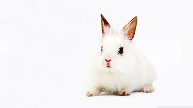 white bunny, furry, rabbit, bunny, white, HD wallpaper