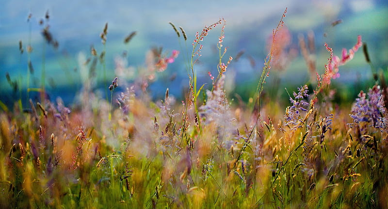 love field, colorful, graphy, nature, pastel, field, HD wallpaper