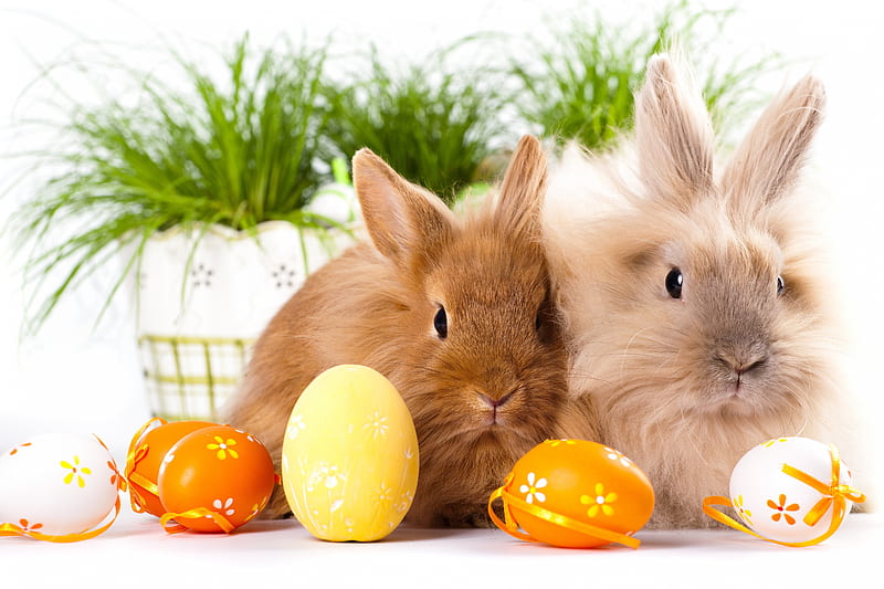 Easter Bunnies, easter eggs, holiday, easter, spring, ribbons, bows, pots, flower pots, plants, eggs, rabbits, bunnies, HD wallpaper