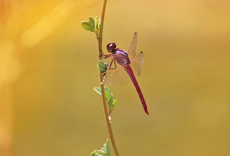 dragonfly, branch, macro, insect, HD wallpaper